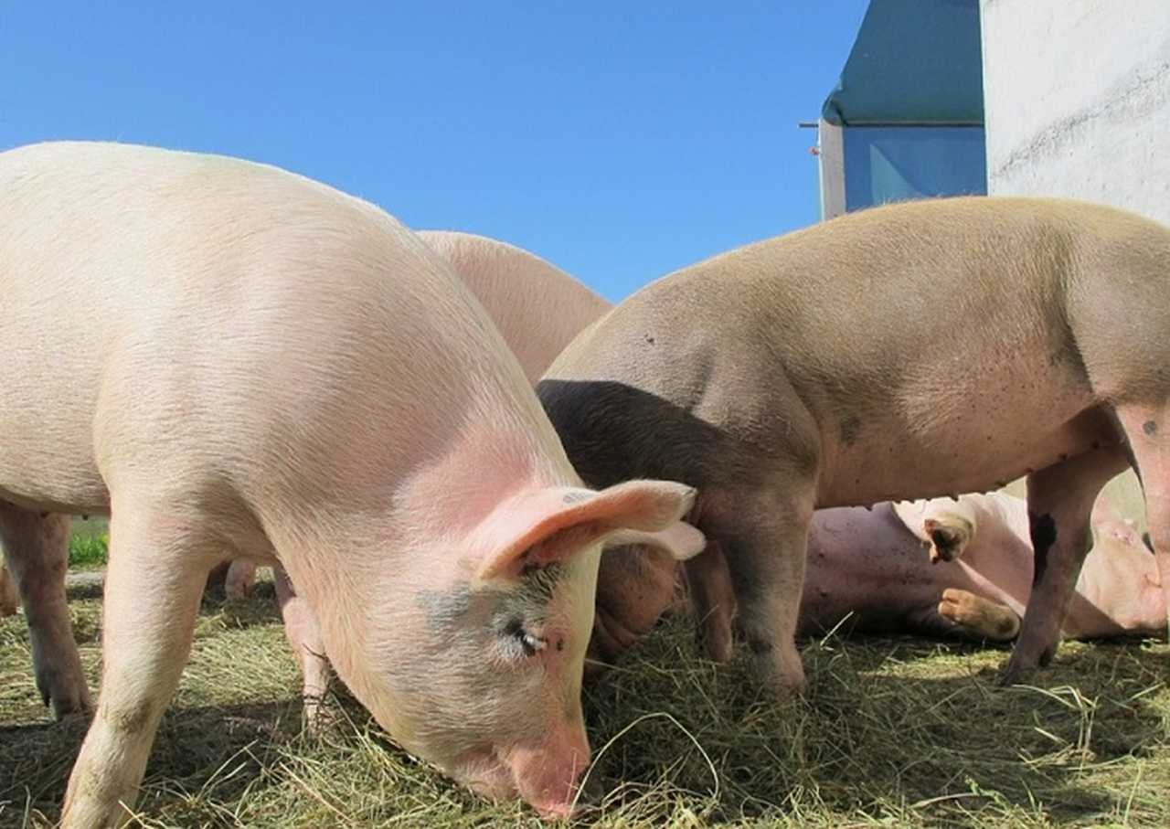 Estrume de porco vira energia elétrica em cidade brasileira