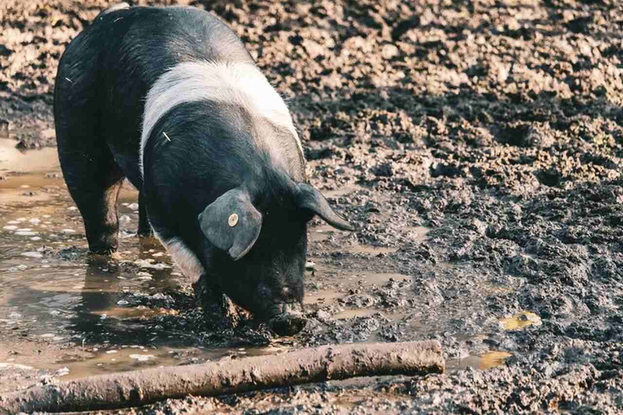 Para transformar o estrume em energia são utilizados biodigestores, que são estruturas de concreto revestidas com lona plástica resistente.