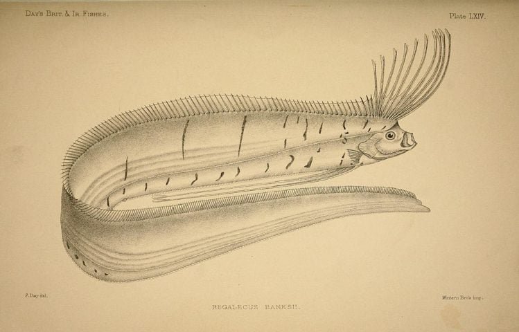 Além disso, sua musculatura é pouco desenvolvida, o que indica que ele não é um nadador ativo e se movimenta principalmente por meio de movimentos ondulatórios do corpo.