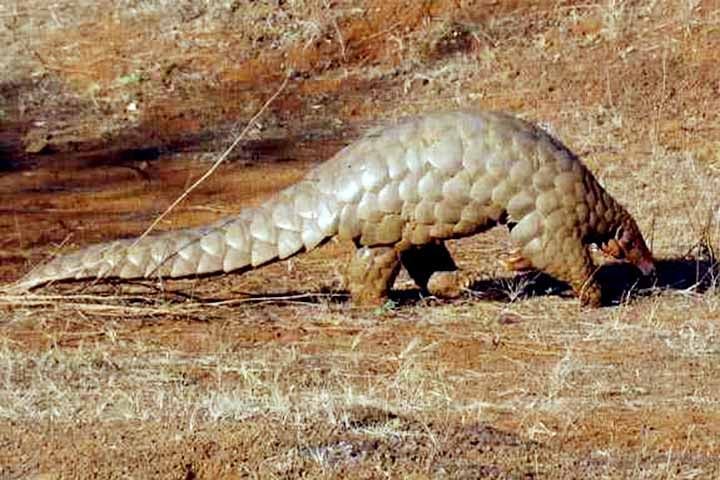 O pangolim-indiano vive em regiÃµes secas do subcontinente indiano, incluindo Ãndia, Nepal, Sri Lanka e PaquistÃ£o. Tem escamas grandes e cauda curta, sendo adaptado ao solo. Embora ainda relativamente comum em algumas Ã¡reas, jÃ¡ Ã© classificado como espÃ©cie em perigo.