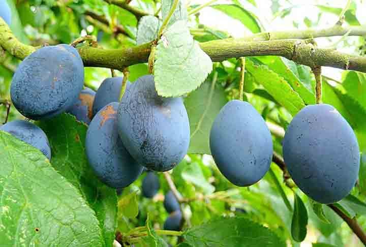 Flavonoides e carotenoides também tornam a ameixa uma aliada na prevenção do envelhecimento precoce, pois combate os radicais livres que danificam as células.