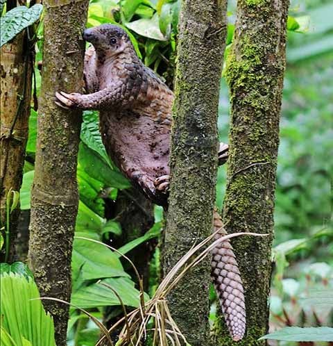 Na região do Sudeste Asiático, especialmente em países como Indonésia, Malásia e Tailândia, vive o pangolim-malaio. De cauda longa e preênsil, adapta-se bem à vida em árvores. Também está criticamente ameaçado, devido à caça e à destruição de seu habitat.