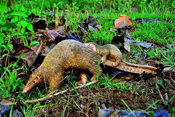 Mas diante de caçadores e traficantes, essa estratégia se revela ineficaz. Incapazes de correr ou atacar, esses animais são facilmente recolhidos e transportados ilegalmente.