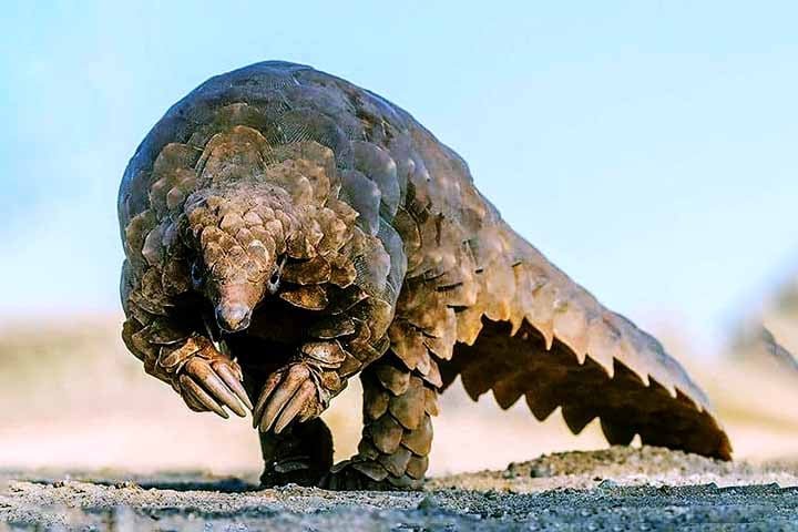 Suas populações vêm caindo drasticamente, e todos os seus representantes estão hoje sob alguma categoria de ameaça, segundo a União Internacional para a Conservação da Natureza (IUCN).