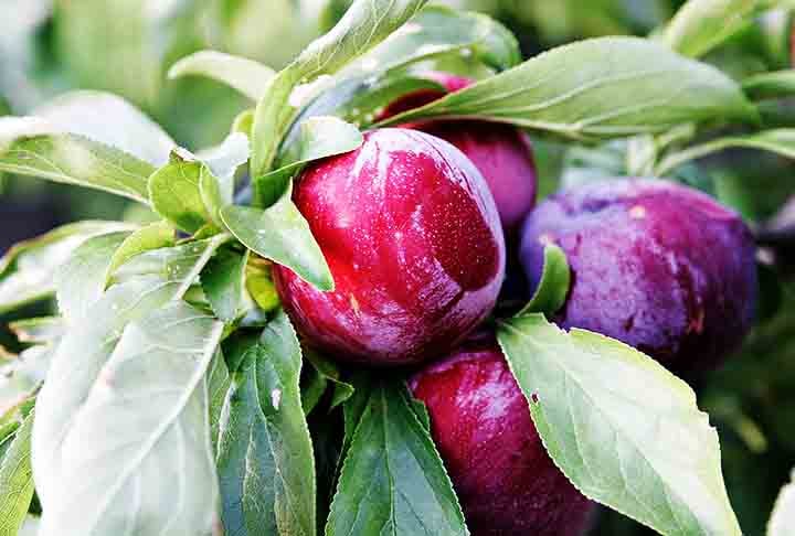 Além de seu sabor agradável, a fruta oferece uma série de benefícios que abrangem desde a saúde digestiva até a proteção cardiovascular.