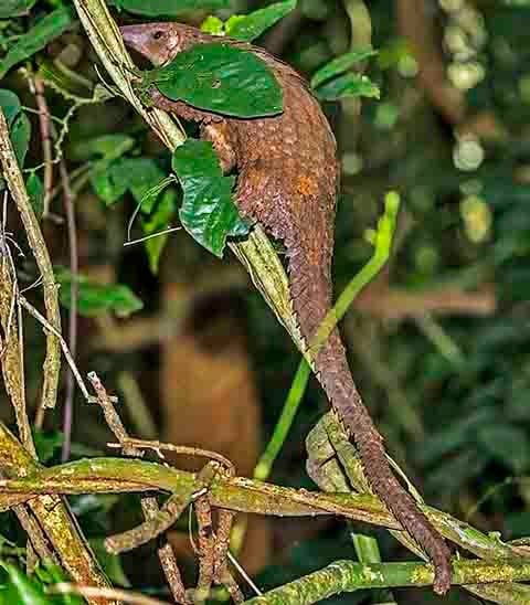 Em 2016, todos os pangolins foram incluídos no Anexo I da Convenção sobre Comércio Internacional de Espécies Ameaçadas (CITES), que proíbe qualquer comércio internacional. Mesmo assim, redes de contrabando continuam operando, muitas vezes com a conivência de autoridades locais.