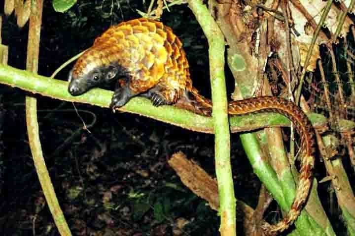 Por fim, o pangolim-de-barriga-negra é uma das espécies menos estudadas. Vive em florestas densas e se desloca principalmente pelas árvores. Pouco se sabe sobre sua população, e a IUCN classifica sua situação como dados insuficientes.