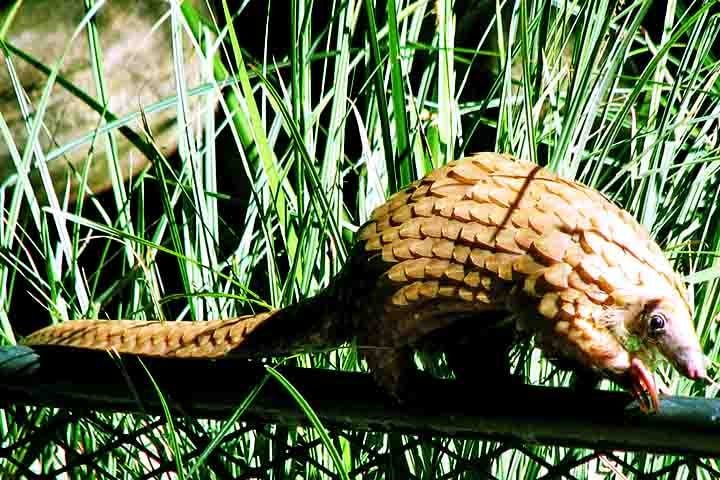 A vida secreta dos pangolins, que antes lhes garantia discrição e proteção, agora os torna alvos fáceis. Pouco conhecidos pelo público em geral, seguem sofrendo em silêncio.