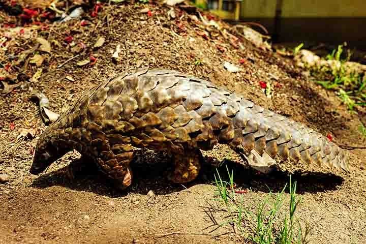 Ao mesmo tempo, sua carne é considerada uma iguaria em alguns países, o que alimenta ainda mais a perseguição ao animal.