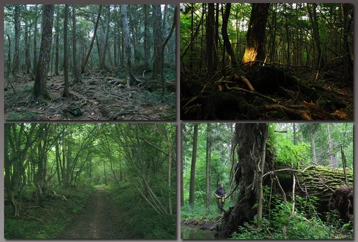 Aokigahara, conhecida como Floresta dos Suicídios, fica localizada próxima ao Monte Fuji, no Japão. É um local conhecido por sua tristeza e possui um alto número de suicídios. Lendas folcóricas do país também alimentam histórias macabras ao local. Aokigahara ganhou notoriedade por ser um local onde um grande número de pessoas tiram suas próprias vidas. As autoridades têm tomado medidas para tentar prevenir os suicídios na floresta.