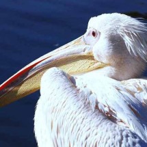 As aves com bicos mais longos do mundo - Imagem de Steve Bidmead por Pixabay
