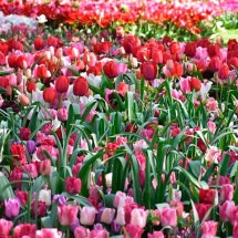 Tulipas se destacam pela forma, pela cor e pelo simbolismo - Imagem de Nicolas IZERN por Pixabay
