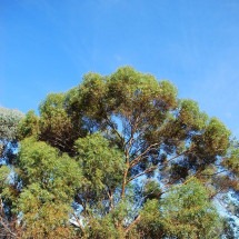 Pesquisadores descobrem ouro crescendo em árvores na Austrália - Sydney Oats/Wikimedia Commons