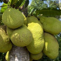 Maior fruta de árvore do mundo tem bagos carnudos que alimentam e saciam - Imagem de Reinout Dujardin por Pixabay
