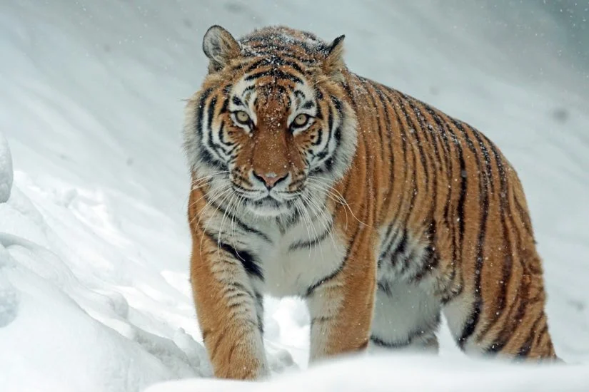 Tigre-siberiano escapa da extinção após esforços de reintrodução na natureza - Marcel Langthim por Pixabay