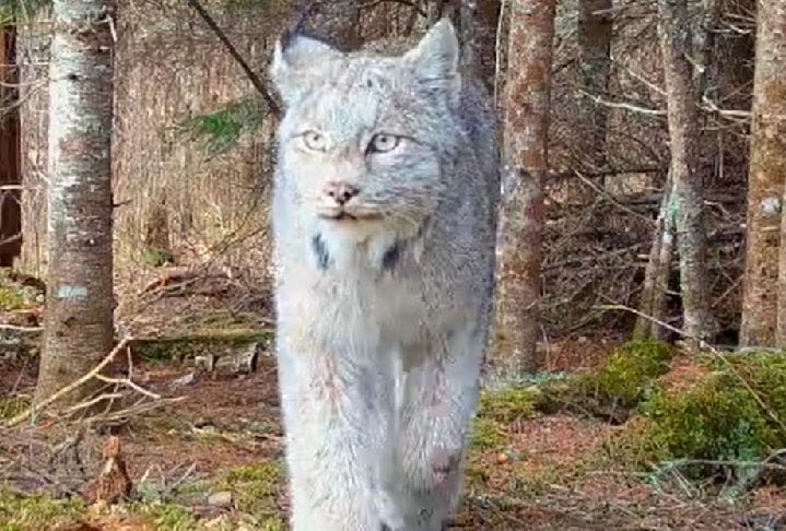 O lugar onde as imagens foram capturadas Ã© complexo de chegar, uma Ã¡rea remota acessÃ­vel apenas por trilha. ConheÃ§a mais sobre esse animal fabuloso!