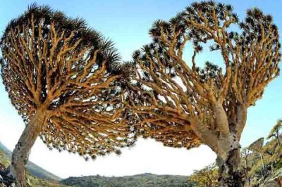 Uma ilha situada a cerca de 380 quilômetros ao sul do Iêmen chama a atenção por sua paisagem peculiar, que muitos dizem ser algo "de outro planeta". Conheça este lugar fascinante! -  (crédito:  Flickr/Stefan Geens)