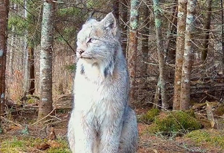 O animal foi filmado em uma região de floresta densa, que é habitat de algumas matilhas de lobos.