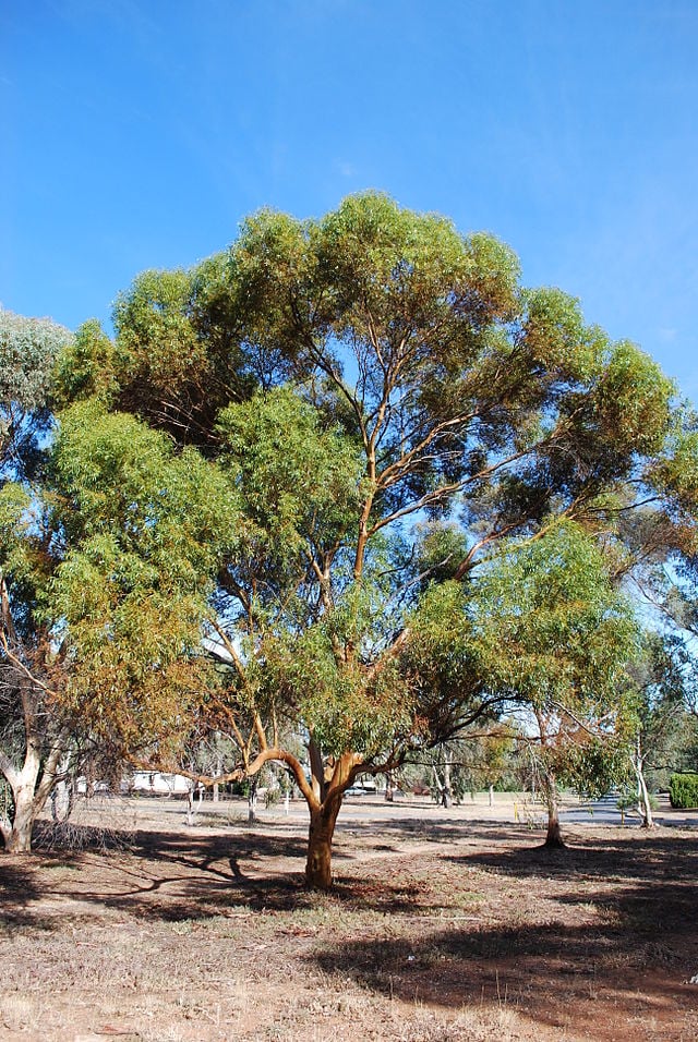 Pesquisadores descobrem ouro crescendo em árvores na Austrália