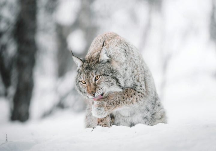 Uma das adaptações mais notáveis do lince-do-Canadá são suas grandes patas, que funcionam como "raquetes" de neve naturais, permitindo que ele se mova com facilidade em terrenos nevados. 