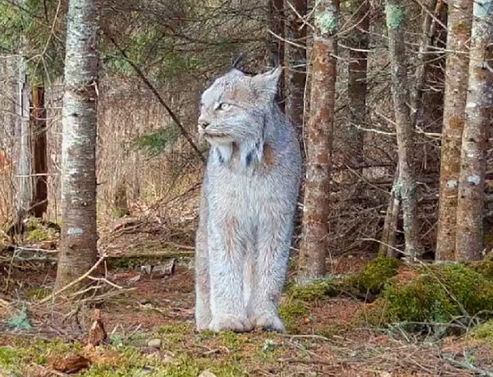 Esse felino está ameaçado de extinção. Estima-se que a população desse lince em Minnesota seja de aproximadamente 100 a 300 indivíduos. 