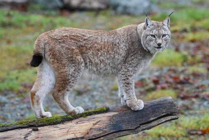 Além das lebres, o lince-do-Canadá pode caçar pequenos mamíferos, aves e, ocasionalmente, ungulados jovens, embora sua dieta seja bastante focada nas lebres devido à sua abundância no habitat do lince.