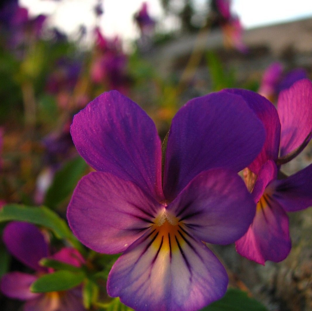 Uma pesquisa realizada pela engenheira agrônoma Lais Rosseto, identificou a existência de 90 produtores de flores comestíveis no Brasil, incluindo ela mesma.