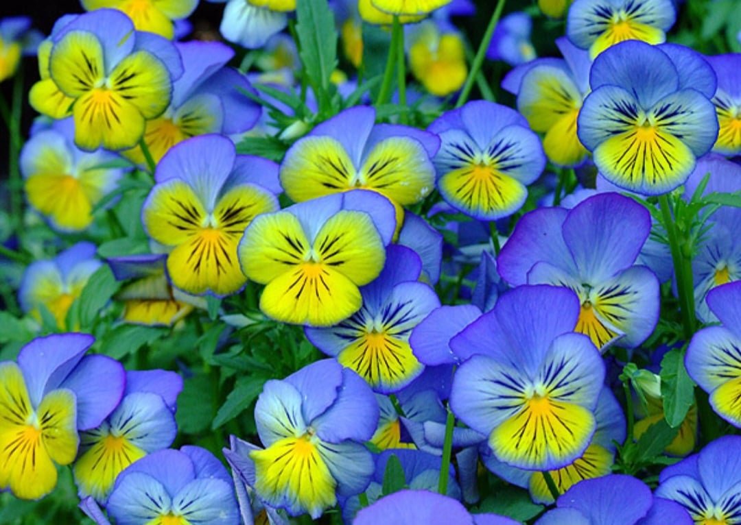 Com o crescimento da tendência, pequenos produtores brasileiros têm visto o consumo de flores comestíveis como uma chance de alavancar os negócios.
