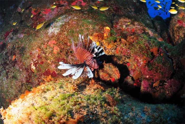 Anteriormente, pensava-se que as áreas de corais no Nordeste, Sudeste e Amazônia eram separadas. No entanto, os pesquisadores descobriram que a extensão da Guiana Francesa ao sudeste brasileiro, com 4 mil km, constitui um único sistema.