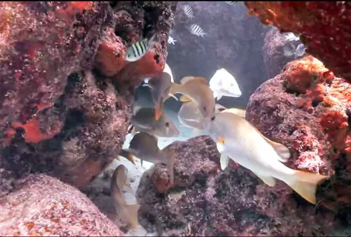 "Como é uma área muito biodiversa, você pode ter muitos produtos biotecnológicos, inclusive, para a questão farmacêutica e humana. Várias substâncias antibióticas, anticâncer já foram encontradas em recifes. Então, o potencial para patentes e tecnologia é altíssimo", pontuou o professor.