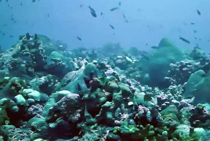 "O Brasil tem um grande potencial de ser um líder nessa área ambiental, de receber recursos, fazer inclusão social, combater a pobreza e preservar os ecossistemas", finalizou o professor. Confira agora quais são as 5 maiores barreiras de corais do mundo!