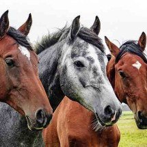 Estudo revela que cavalos reconhecem emoções das pessoas -  Imagem de Wolfgang Claussen por Pixabay