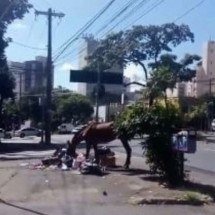 Vídeo: cavalo revirando lixo na Savassi, em BH, chama a atenção - Redes Sociais/ Reprodução