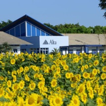 Visite o Campo de Girassóis em Uberaba por R$5  - Alta Genetics Brasil / Divulgação