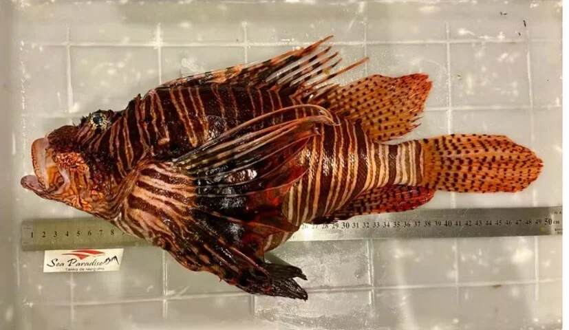 Peixe-leão capturado no Nordeste pode ser o maior do mundo - Sea Paradise/Divulgação