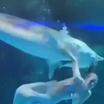 Pra quem não viu: Peixe ataca atriz vestida de sereia durante apresentação em aquário - Reprodução de vídeo redes sociais 