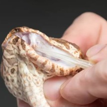 Cobra venenosa com mutação rara tem 3 presas - Divulgação Reptile Park