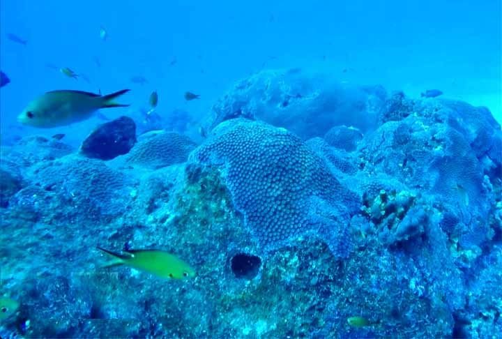 2º) Coral do Mar Vermelho: Considerado um dos mais ricos e diversos do mundo, essa barreira de coral se estende por mais de 2.000 km ao longo das costas do Egito, Sudão, Eritreia, Arábia Saudita, Iêmen, Jordânia e Israel. 