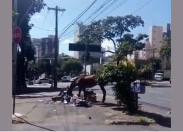 Cavalo é flagrado revirando lixo em avenida de BH -  (crédito: Redes Sociais/ Reprodução)