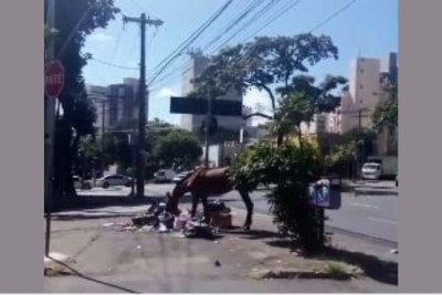 Cavalo é flagrado revirando lixo em avenida de BH -  (crédito: Redes Sociais/ Reprodução)