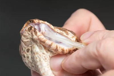 Uma cobra víbora-da-morte encontrada no Australian Reptile Park, na Austrália, possui três presas venenosas, algo nunca registrado nessa espécie.
 -  (crédito: Divulgação Reptile Park)