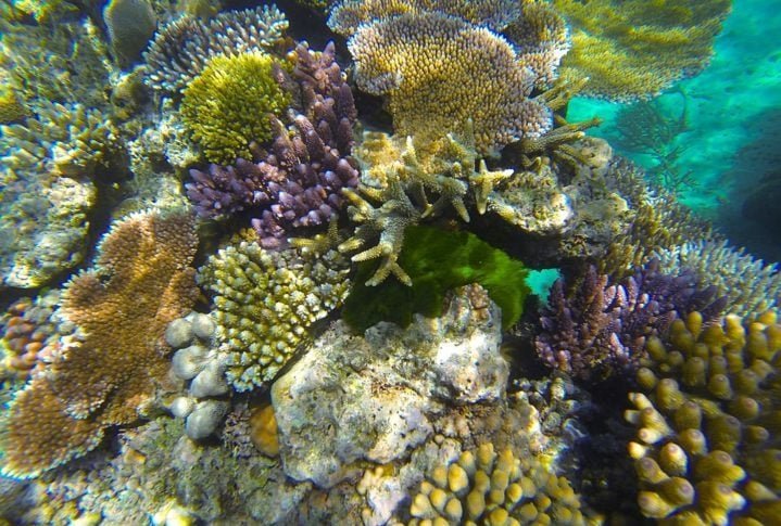 O recife ainda é um importante destino turístico e também fornece renda para as comunidades locais por meio da pesca e outras atividades.