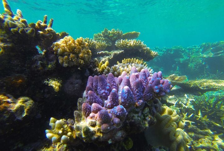 O governo australiano está tomando medidas para proteger a Grande Barreira de Coral, incluindo a criação de parques marinhos e a redução da poluição. No entanto, mais precisa ser feito para proteger este patrimônio natural único.