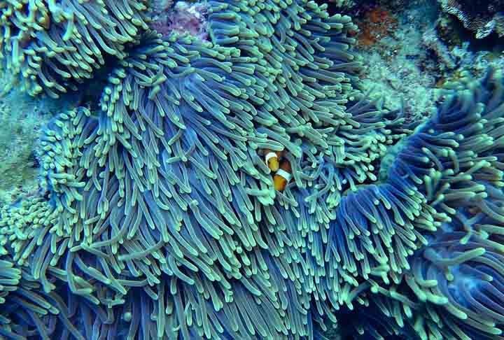 A descoberta oferece ao Brasil uma chance única para explorar de forma sustentável essas riquezas. De acordo com o pesquisador, estudos indicam que cada hectare de recife gera US$ 355 mil por ano para a sociedade.