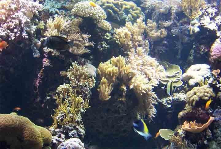 Um dos 23 autores da pesquisa, o professor do Instituto de Ciências do Mar (Labomar) da Universidade Federal do Ceará (UFC), Marcelo Soares, disse: "O sistema da costa da Amazônia, que começa na Guiana Francesa e passa pelo Pará, Amapá e Maranhão está conectado ao da costa semiárida. Esses dois sistemas estão conectados ao da costa leste do Brasil, que é Rio Grande do Norte, Paraíba, Pernambuco, Alagoas, Bahia, chegando até o Sudeste".