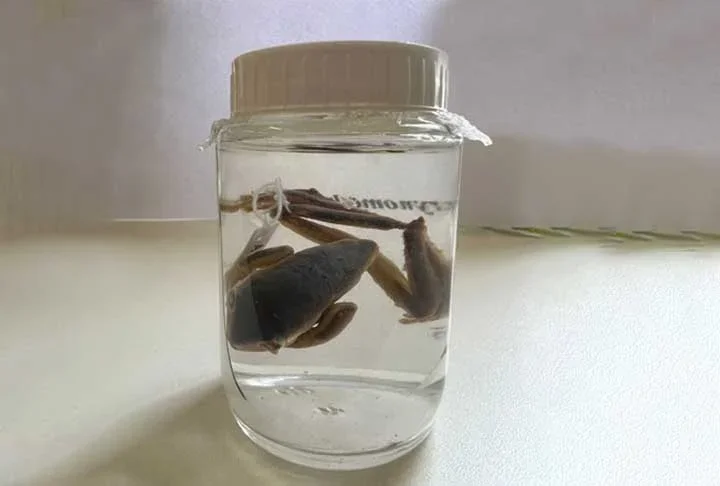 Já as semelhanças é que todos os anuros respiram pela pele e pelo pulmão e sugam água pela região inguinal (abaixo da barriga)”, esclareceu Carlos Jared, que é diretor do Laboratório de Biologia Estrutural do Instituto Butantan.