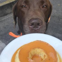 Como a morte do labrador Pudim acende alerta para plantas tóxicas