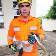 Garça-moura é capturada em área urbana de Montes Claros - Corpo de Bombeiros/divulgação
