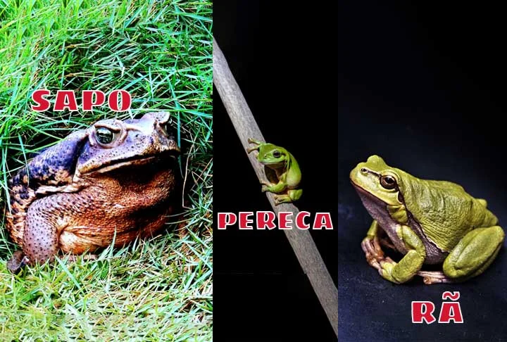 Sapo, perereca e rã: saiba as diferenças entre os anfíbios