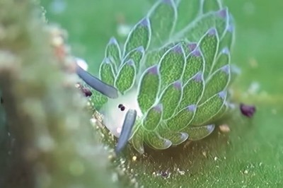 Existem muitos seres exóticos e peculiares no mundo, mas e se te dissessem que um deles consegue ser metade planta e metade animal? -  (crédito: reprodução/youtube)